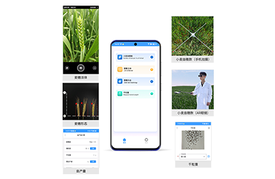 昆明市小麦亩穗数分析仪IN-XM02