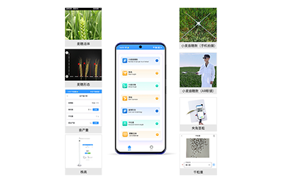 昆明市小麦表型测量仪IN-XM05